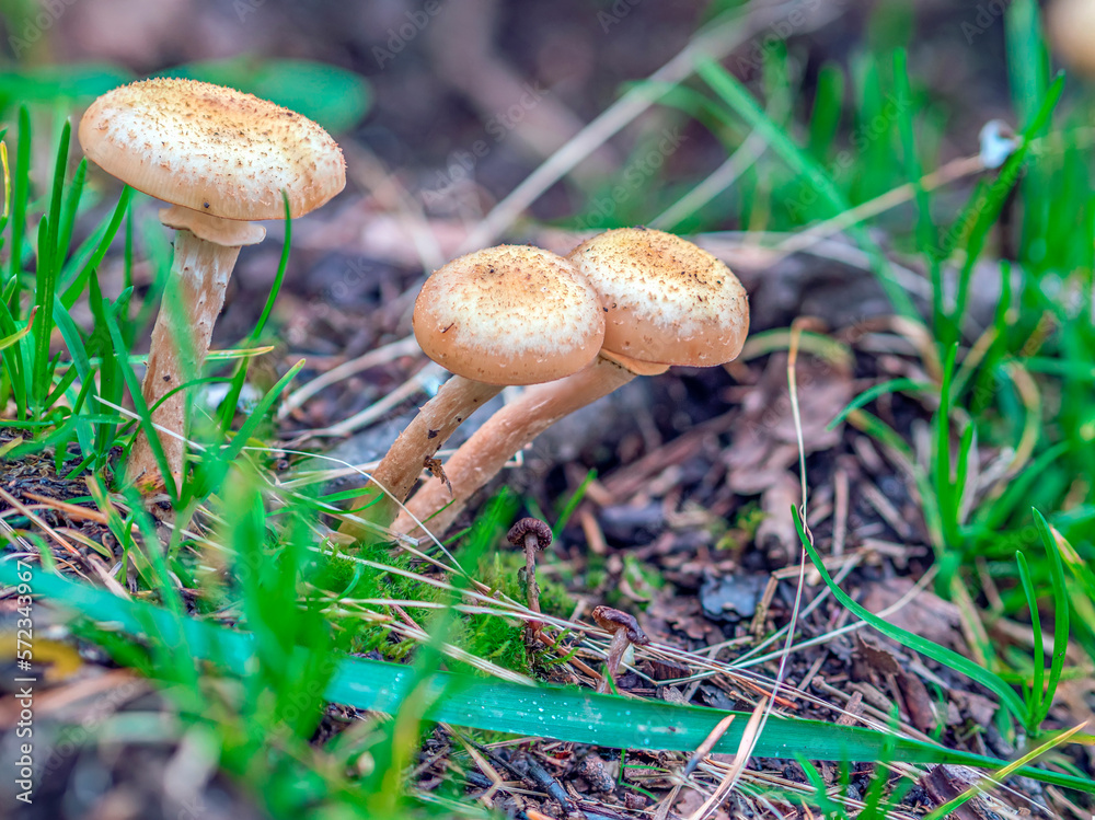 Wild-growing shiitake mushrooms. Macro photo, selective focus Wild-growing shiitake mushrooms. Macro photo, selective focus