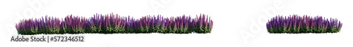 line woodland sage flowers isolated on transparent background PNG's.	
