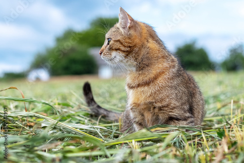Canvas Print A brown tabby cat sits in the garden on the mowed grass