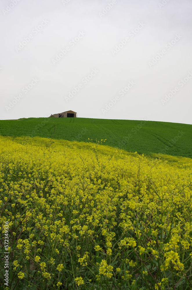 Spring in the countryside of lower Molise with the wheat still green, an old farmhouse, and yellow wildflowers to complete the scene Spring in the countryside of lower Molise with the wheat still green, an old farmhouse, and yellow wildflowers to complete the scene