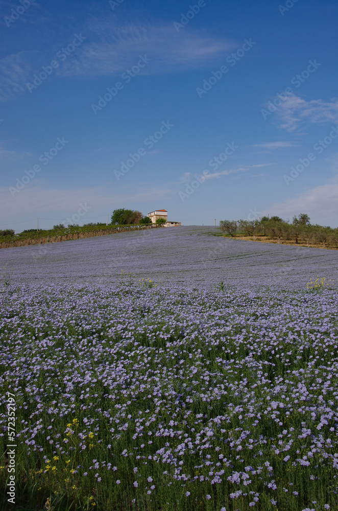 Panoramic view of a flax plantation, in the background a countryside farm.Molise, Italy.