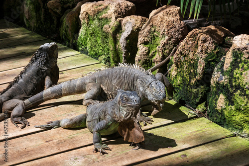 Photography Three iguanas of large size, common, wild animals.