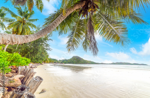 Palm trees and white sand in Anse Volbert beach photo