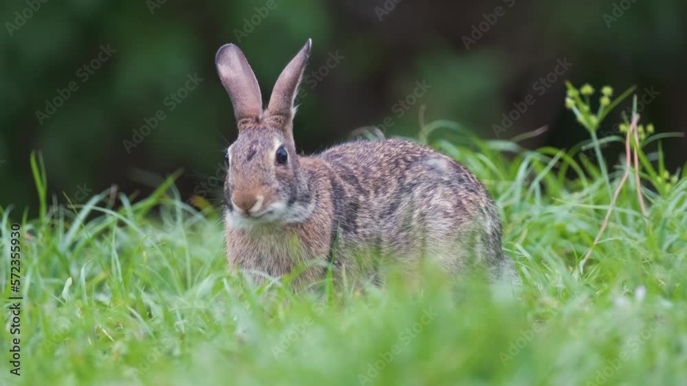 Grey small hare eating grass on summer field. Wild rabbit in nature Grey small hare eating grass on summer field. Wild rabbit in nature