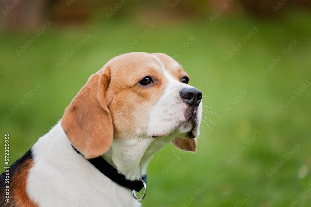 Beagle Hund auf der Wiese