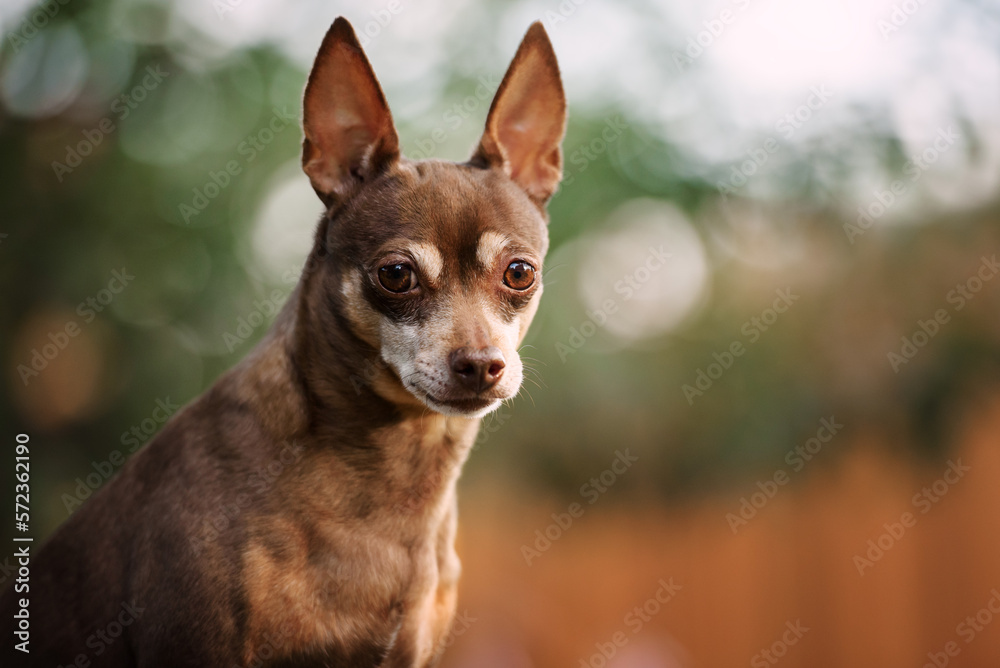 Portrait of a smart little brown dog in the evening