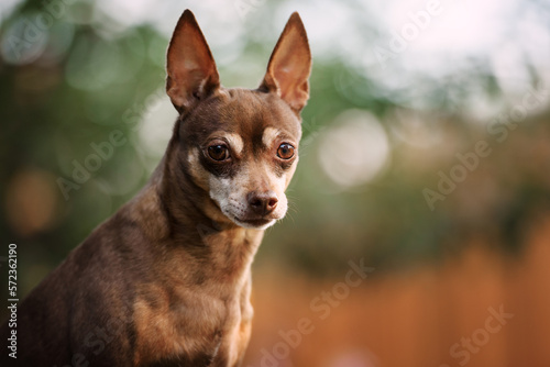 Portrait of a smart little brown dog in the evening