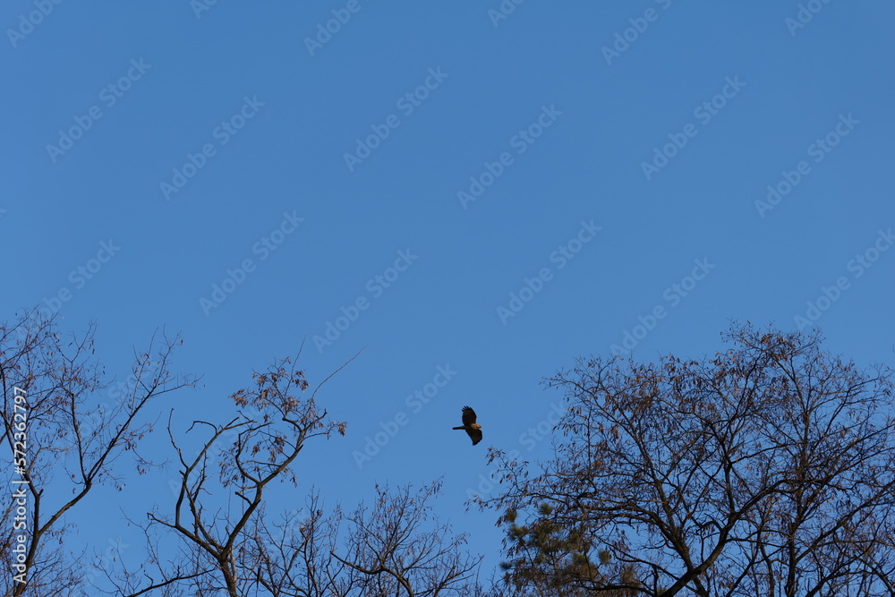 버드, 나무, sky, 네이처, 가지, animal, 버드, blue, 야생 동물, 까마귀, 검다, 봄, 겨울, 나무, 가지, 난폭한, 실루엣 버드, 나무, sky, 네이처, 가지, animal, 버드, blue, 야생 동물, 까마귀, 검다, 봄, 겨울, 나무, 가지, 난폭한, 실루엣