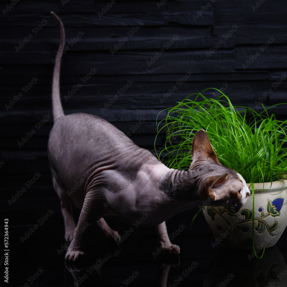 Cat breed Canadian Sphynx eats grass for cats.