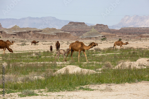 Camel in Plain  Bushehr  Iran