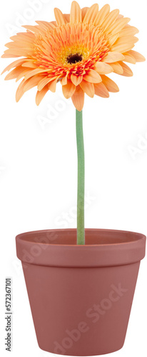 Orange Gerbera Daisy in a Pot