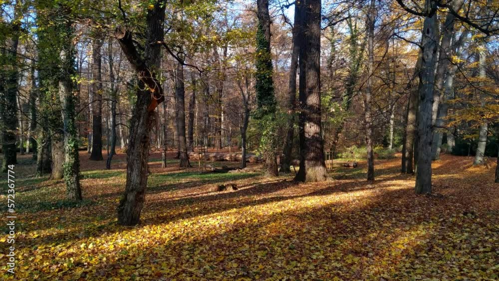 Beautiful picturesque autumn park or forest. Leaves fall to the ground. Beautiful picturesque autumn park or forest. Leaves fall to the ground.