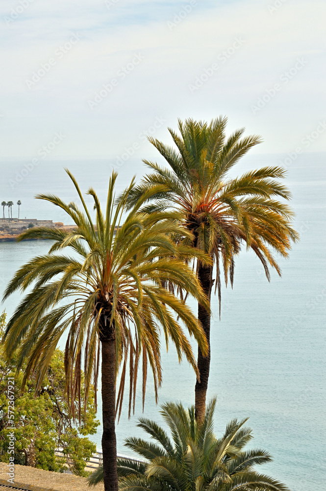 dos palmeras frente al mar Mediterráneo