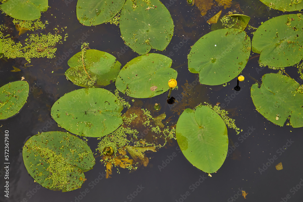 view of pond with yellow waterlily flowers, green leaf, duckweed in a summer day. view of pond with yellow waterlily flowers, green leaf, duckweed in a summer day.