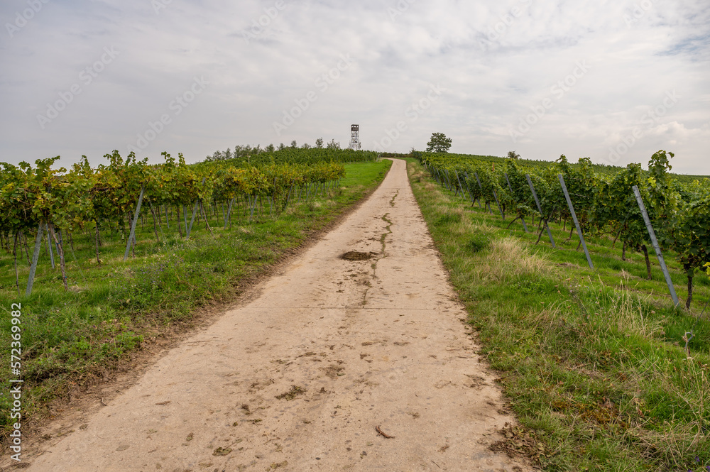 Agricultural path on a vineyard with lots of vine plants and an obversation tower on the mountain peak, cloudy day, mainz zornheim