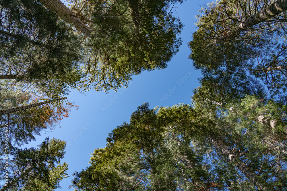 Obraz premium Treetops in Yosemite NP