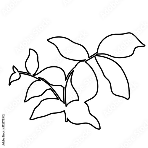 Outline Flower. Floral Illustration. Hand drawn continuous line wild elegant herb. Modern botanical rustic greenery.
