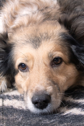 Domestic grey fluffy dog, close up portrait © Vera Aksionava