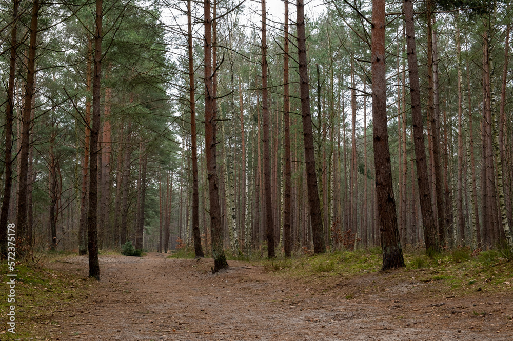 path in the forest path in the forest