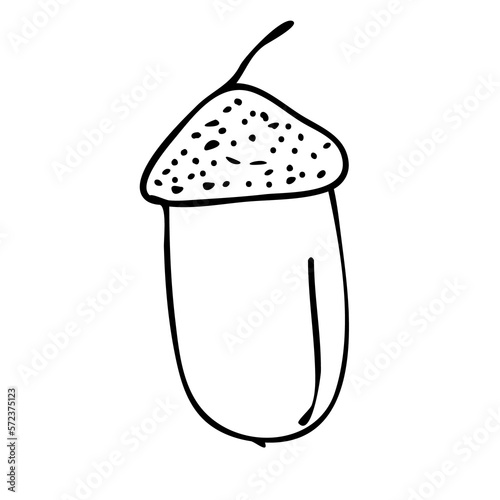 Hand Drawn Outline Acorn. Doodle Outline Art Illustration