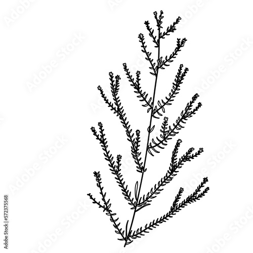 Outline Flower. Floral Illustration. Hand drawn continuous line wild elegant herb. Modern botanical rustic greenery.