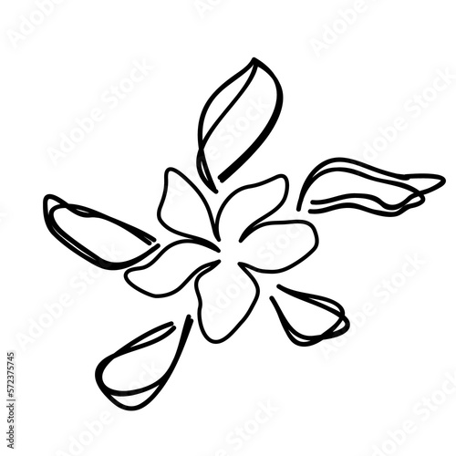 Outline Flower. Floral Illustration. Hand drawn continuous line wild elegant herb. Modern botanical rustic greenery.