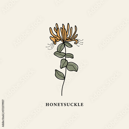 Line art honeysuckle flower drawing
