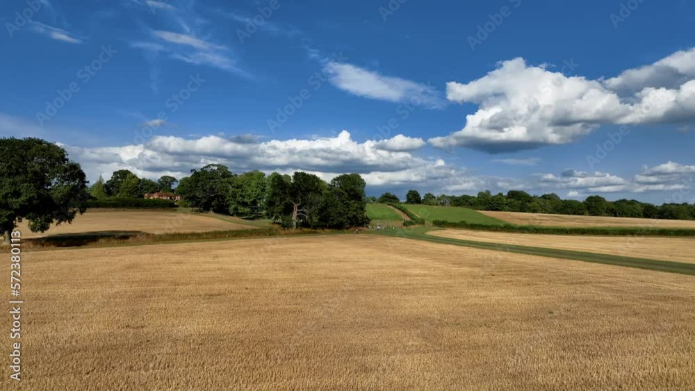 Beautiful aerial view of countryside. Amazing wheat field, with blue sky and clouds. Wonderful sunset, horses and green trees. Sunny weather. Ukrainian landscapes Beautiful aerial view of countryside. Amazing wheat field, with blue sky and clouds. Wonderful sunset, horses and green trees. Sunny weather. Ukrainian landscapes