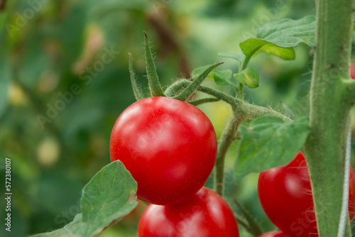 ripe red cherry tomatoes on the branch in organic greenhouse on a blurred background of greenery.  Shallow depth of field. Close up macro