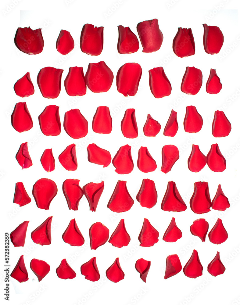 Fototapeta premium Beautiful Red Rose Flower Petals on A White Background