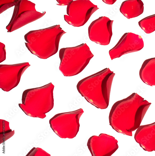 Beautiful Red Rose Flower Petals on A White Background