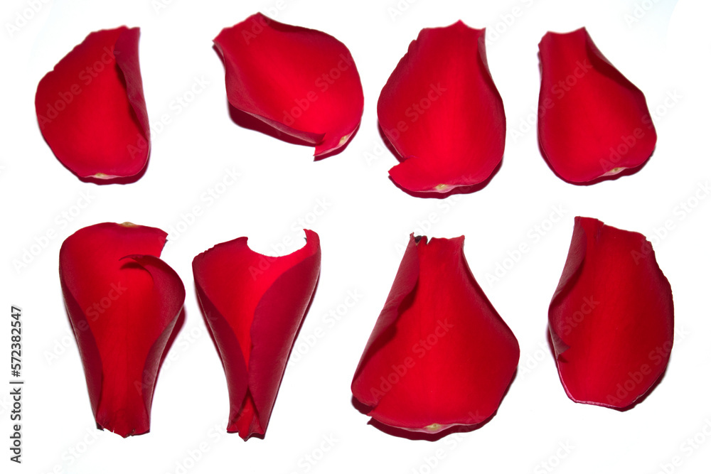 Fototapeta premium Beautiful Red Rose Flower Petals on A White Background