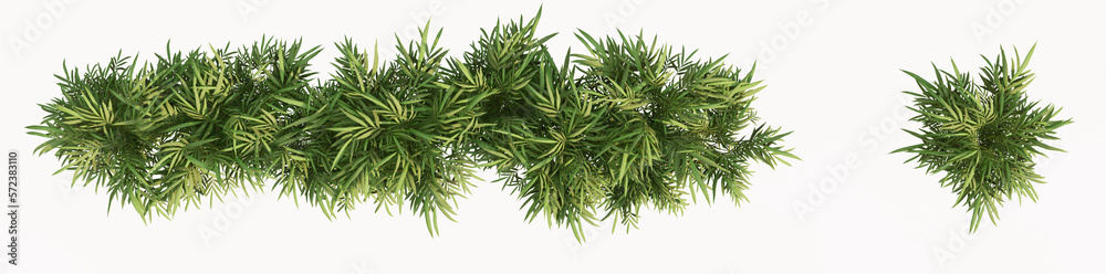 3d green exotic areka palm bushes isolated on white background with 2D plan single plant 3d green exotic areka palm bushes isolated on white background with 2D plan single plant