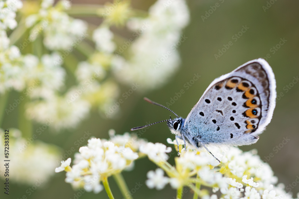Fototapeta premium Polyommatus icarus (Common Blue) butterfly on a white flower