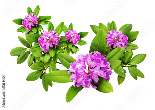 Photos Beautiful pink  branches with lush Rhododendron flowers and white background