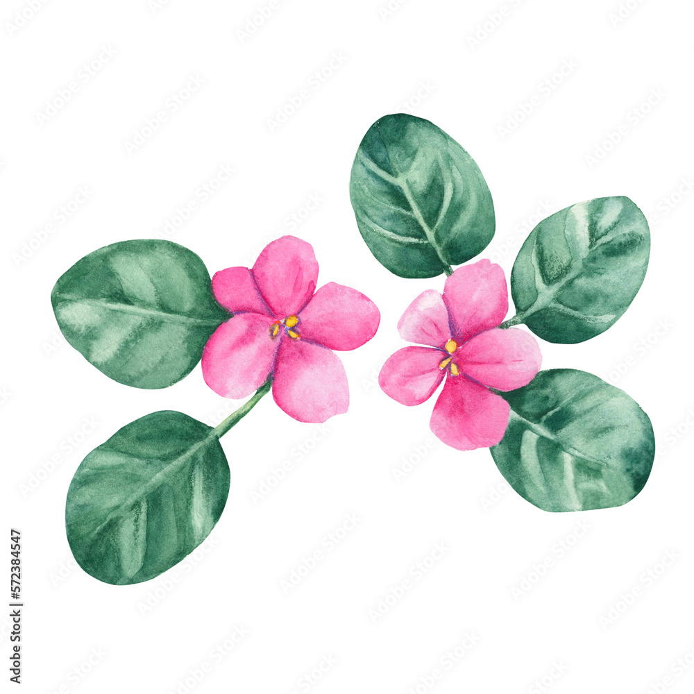 Naklejka premium Violet flowers. African violets. Watercolor illustration isolated on white background. Can be used for stickers, cards, farbic print, cosmetic design.