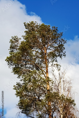 Tall pine on the background of sky and clouds