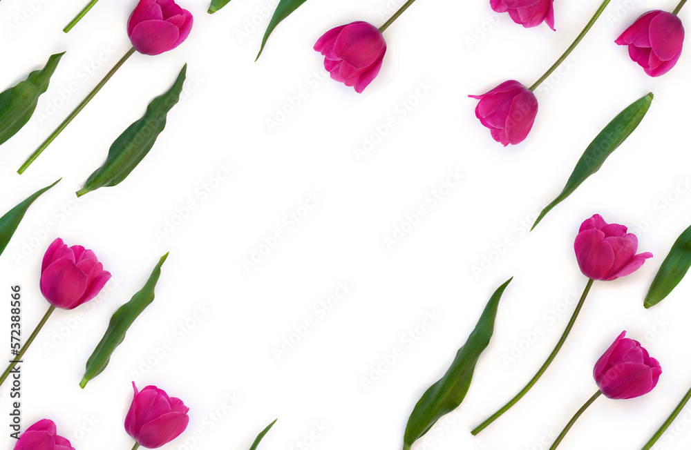 Pink flowers tulips on a white background with space for text. Top view, flat lay