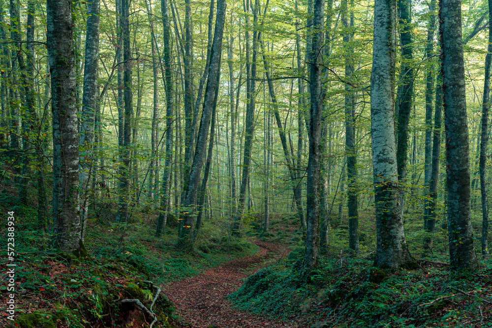 Footpath in the woods (Fageda d'en Jorda, Spain, Catalonia) Footpath in the woods (Fageda d'en Jorda, Spain, Catalonia)