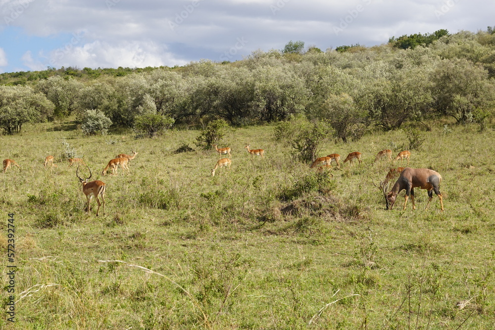 Naklejka premium Kenya - Savannah - Impala