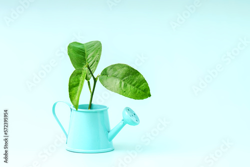 The concept of life and nature. The green sprout of the plant grows from a small watering can