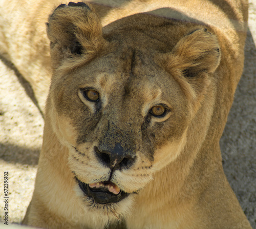 lion face 