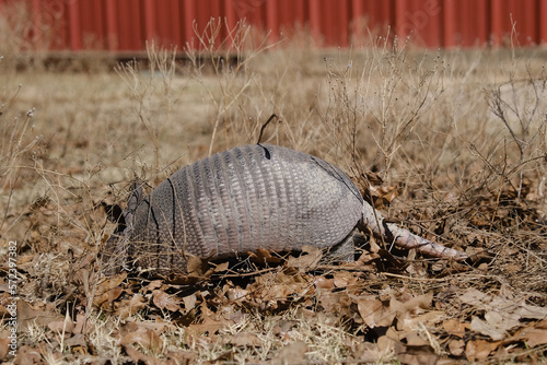 Nine-banded armadillo closeup digging in dry winter leaves within Texas environment. © ccestep8