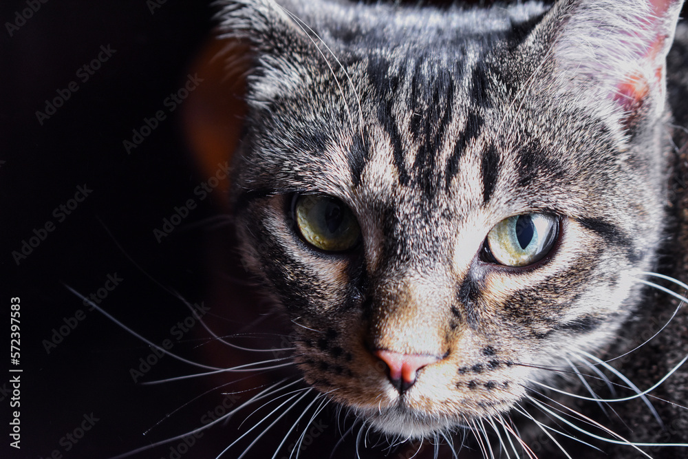 Striped cat with green and blue eyes