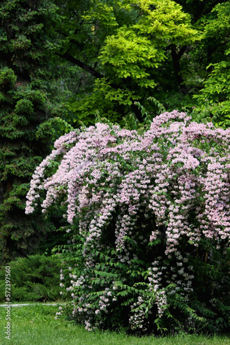 Fototapeta Naklejka Na Ścianę i Meble -  Abelia bush witth light pink flowers. Selective focus.