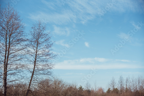 Various trees in the background of the winter sky on a sunny day
