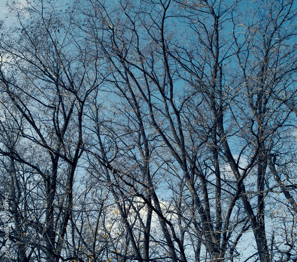 Branches of autumn trees against the sky Branches of autumn trees against the sky