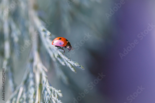 Ladybug red with black dots on a background of green leaves © Marina