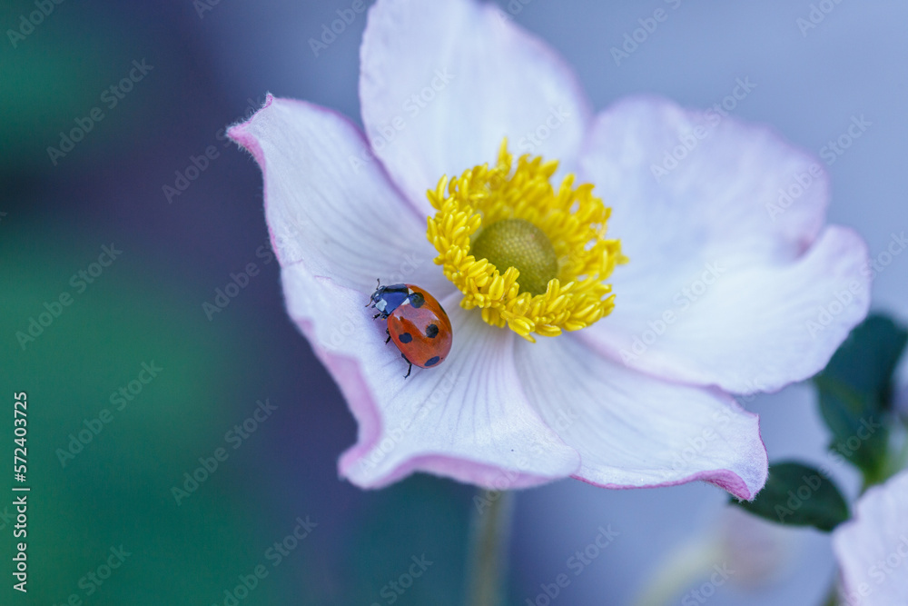 Fototapeta premium Red ladybug sitting on a white anemone petal on a sunny summer day