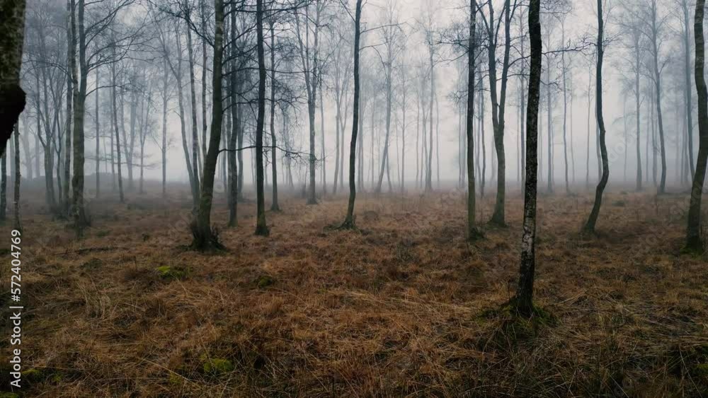 movement through old birch forest on the foggy day movement through old birch forest on the foggy day